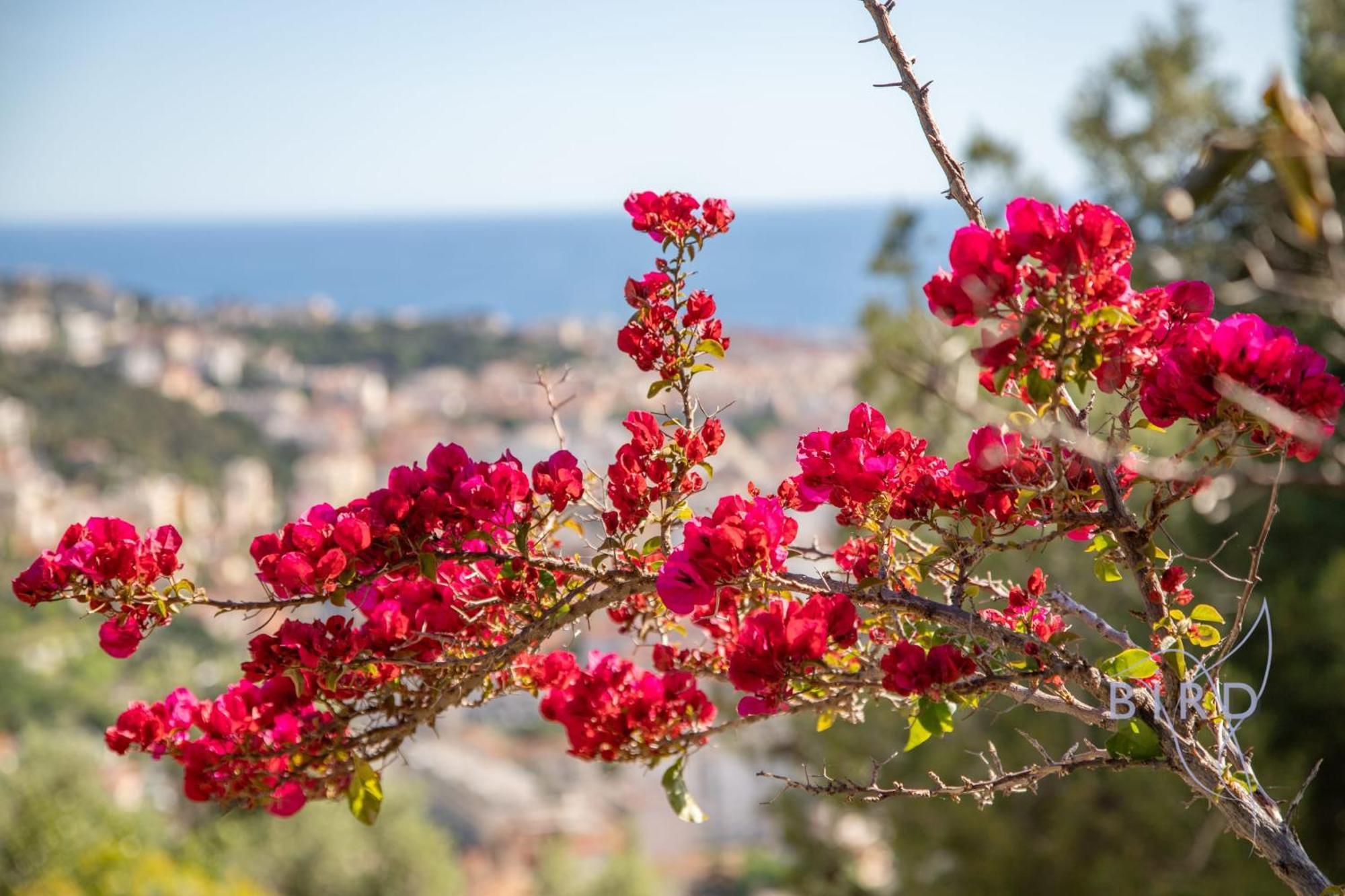 Bonnard In Sea And View & Pool Villa Nice